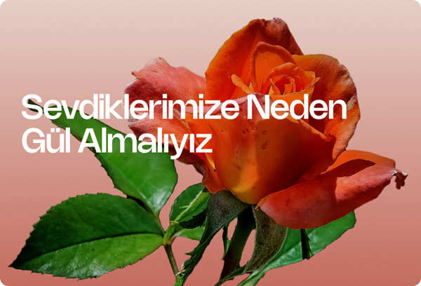 Sevdiklerimize Neden Gül Almalıyız