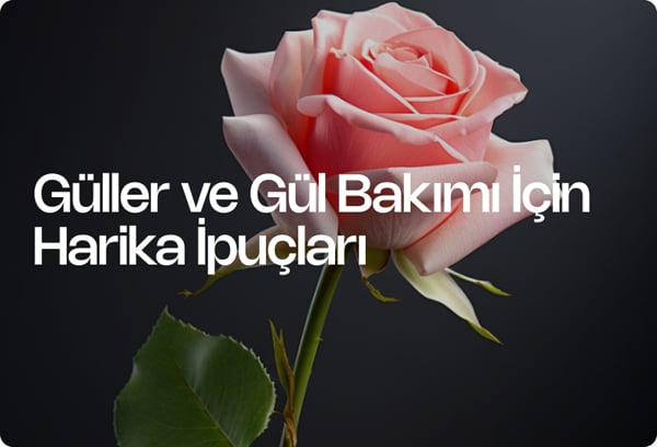 Güller ve Gül Bakımı İçin Harika İpuçları