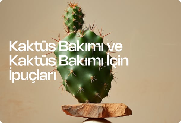 Kaktüs Bakımı ve Kaktüs Bakımı İçin İpuçları