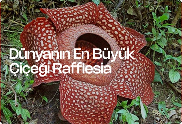 Dünyanın En Büyük Çiçeği Rafflesia