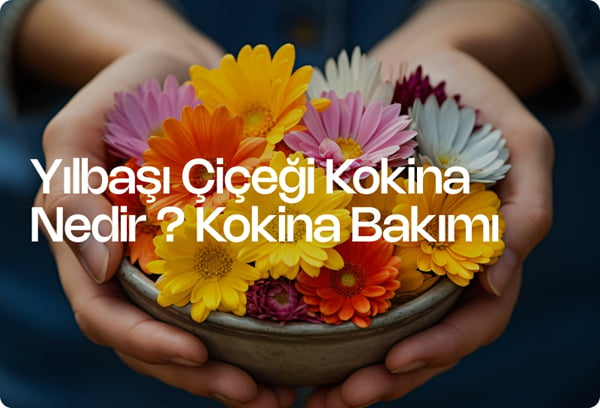 Yılbaşı Çiçeği Kokina Nedir ? Kokina Bakımı