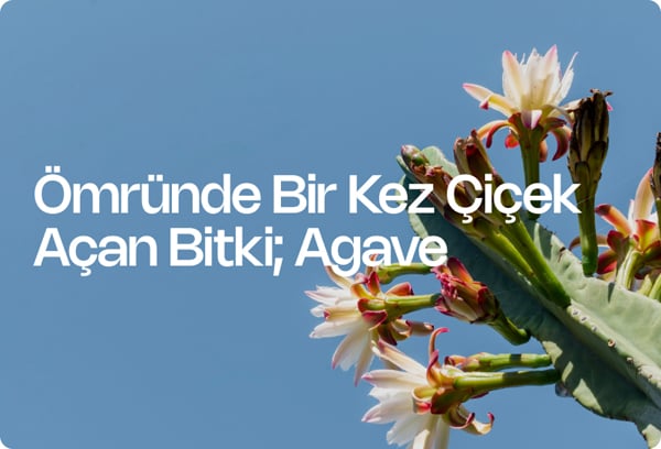 Ömründe Bir Kez Çiçek Açan Bitki; Agave