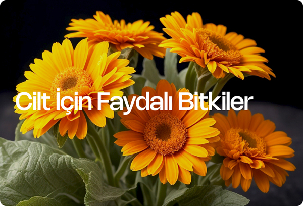 Cilt İçin Faydalı Bitkiler