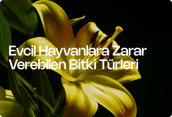 Evcil Hayvanlara Zarar Verebilen Bitki Türleri