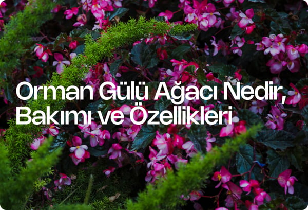 Orman Gülü Ağacı Nedir, Bakımı ve Özellikleri