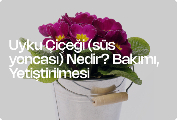 Uyku Çiçeği (süs yoncası) Nedir? Bakımı, Yetiştirilmesi