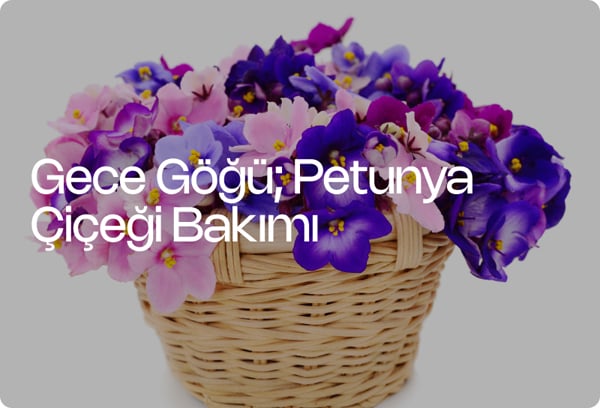 Gece Göğü; Petunya Çiçeği Bakımı