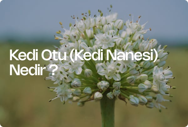 Kedi Otu (Kedi Nanesi) Nedir ?