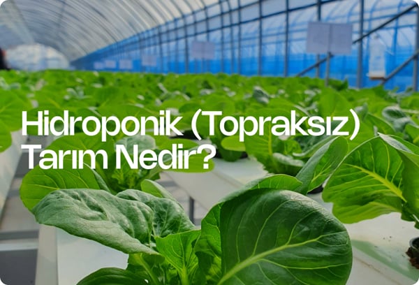 Hidroponik (Topraksız) Tarım Nedir?