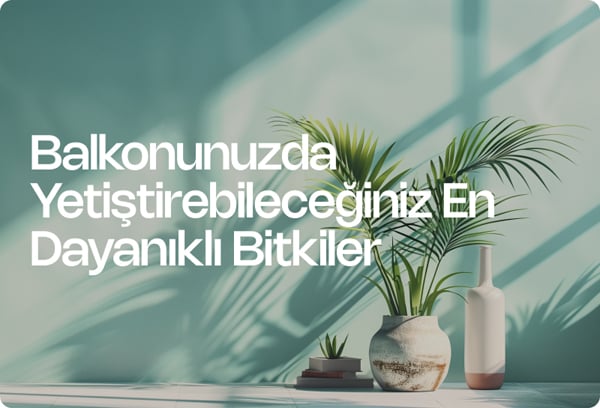 Balkonunuzda Yetiştirebileceğiniz En Dayanıklı Bitkiler