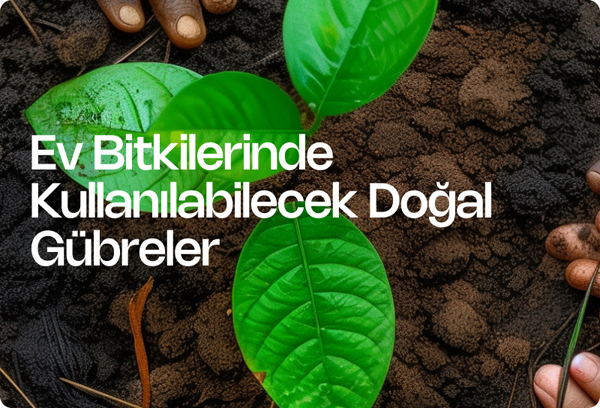 Ev Bitkilerinde Kullanılabilecek Doğal Gübreler