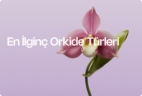 En İlginç Orkide Türleri