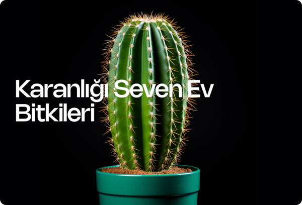 Karanlığı Seven Ev Bitkileri