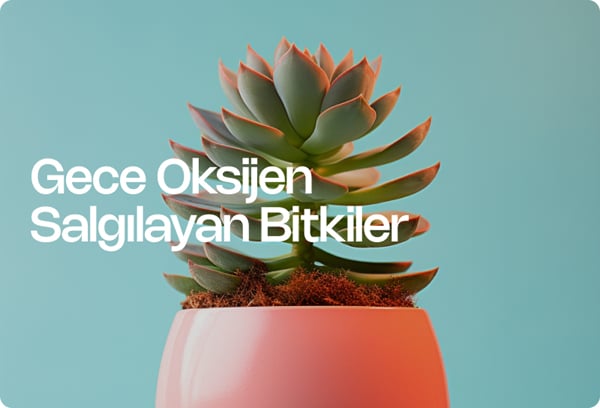 Gece Oksijen Salgılayan Bitkiler