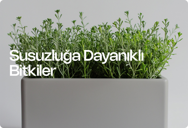 Susuzluğa Dayanıklı Bitkiler