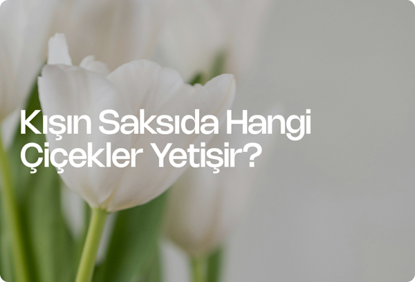 Kışın Saksıda Hangi Çiçekler Yetişir?