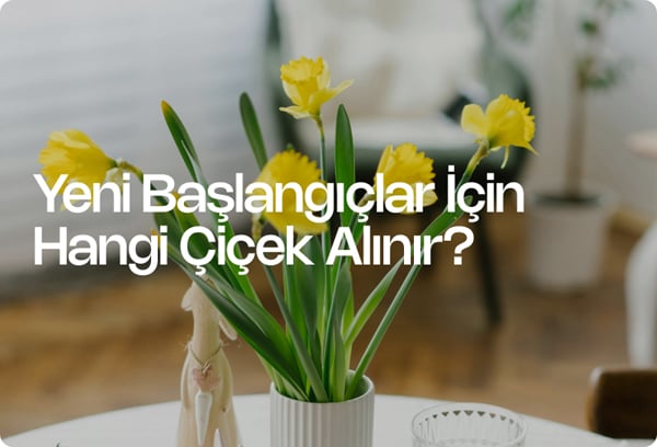 Yeni Başlangıçlar İçin Hangi Çiçek Alınır?