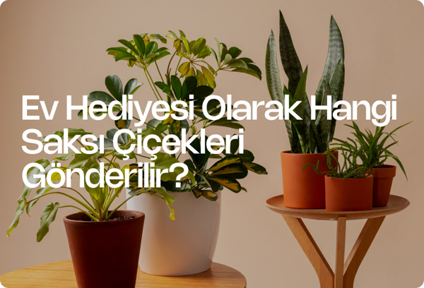 Ev Hediyesi Olarak Hangi Saksı Çiçekleri Gönderilir?